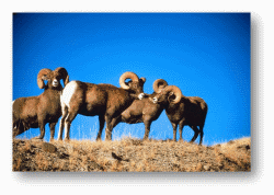 Bighorn Sheep