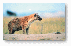 Spotted Hyenas