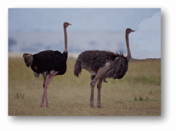 Ostriches