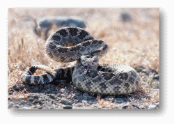 Rattlesnakes