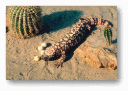 Gila Monsters