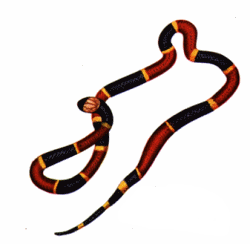 Coral Snakes