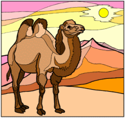 Camels