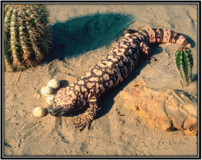 Gila Monster