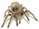 Tarantula