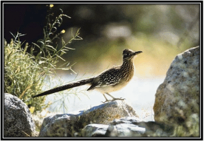 Roadrunner