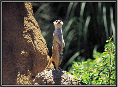 Meerkat