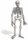 Skeleton