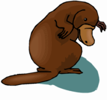 Brown Platypus