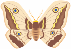 Brown Moth