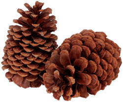 Brown Pine Cones