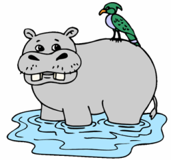 Hippopotamus