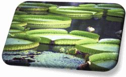 Lily Pads