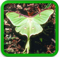 Luna Moth