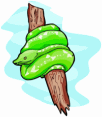 Tree Boa