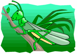 Green Grasshopper