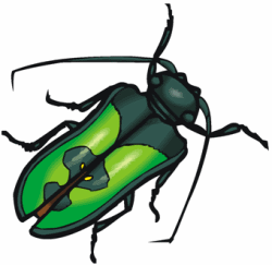 Tiger Beetle