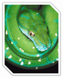 Green Python