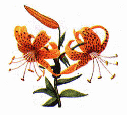 Orange Tiger Lilies