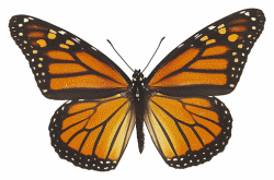 Orange Monarch Butterfly