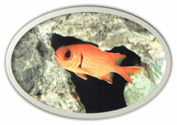 Orange Squirrelfish