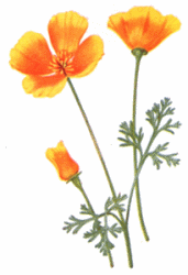 Orange Poppies