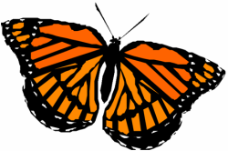 Orange Butterfly