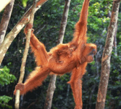 Orange Orangutan