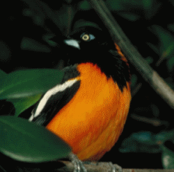 Orange Oriole Bird