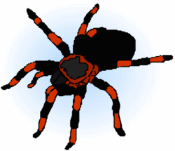 Black Spider