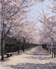 Pink Cherry Blossoms