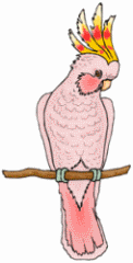 Pink Bird