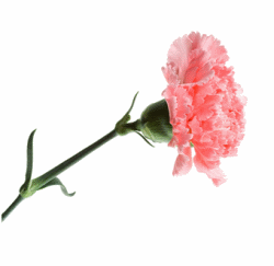 Pink Carnation