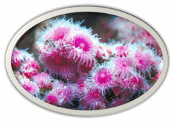 Pink Coral