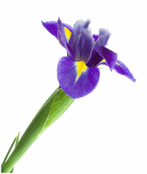 Purple Iris Flowers