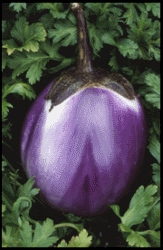 Purple Eggplant