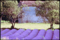 Purple Field of Lavender