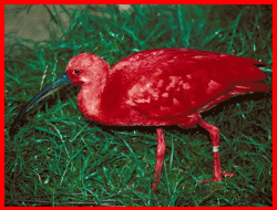 Red Scarlet Ibis