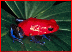 Red Poison Arrow Frog