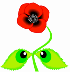 Red Poppy