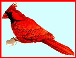 Red Cardinal Bird