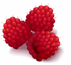 Red Raspberries