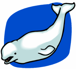 White Beluga Whale