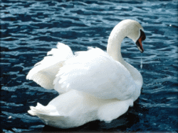 White Swan