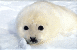 White Baby Harp Seal