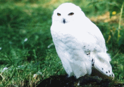 White Snowy Owl