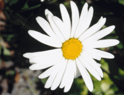 White Daisy