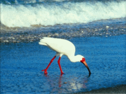 White Ibis