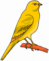 Yellow Canary