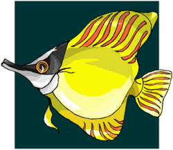 Yellow Forceps Fish